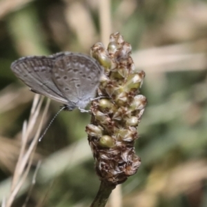 Lucia limbaria at Hawker, ACT - 10 Jan 2022