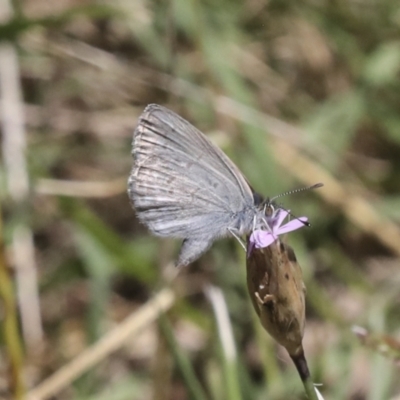 Zizina otis (Common Grass-Blue) at The Pinnacle - 10 Jan 2022 by AlisonMilton