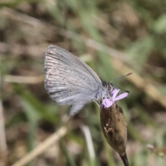 Zizina otis at Hawker, ACT - 10 Jan 2022 12:38 PM