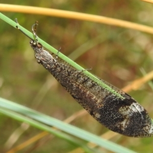 Glenoleon pulchellus at Paddys River, ACT - 5 Mar 2022