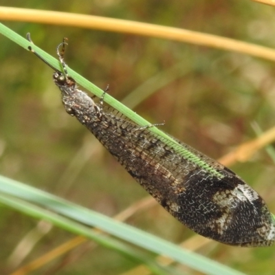 Glenoleon pulchellus (Antlion lacewing) at Bullen Range - 5 Mar 2022 by HelenCross