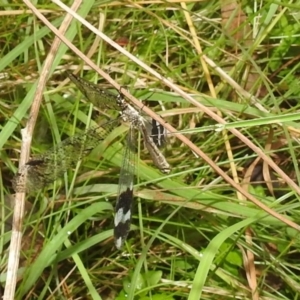 Glenoleon pulchellus at Paddys River, ACT - 5 Mar 2022