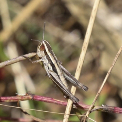 Macrotona australis (Common Macrotona Grasshopper) at Hawker, ACT - 10 Jan 2022 by AlisonMilton