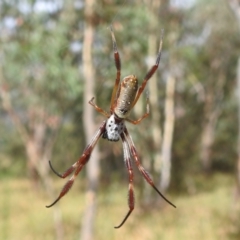 Trichonephila edulis (Golden orb weaver) at Paddys River, ACT - 5 Mar 2022 by HelenCross