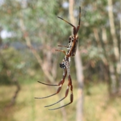 Trichonephila edulis at Paddys River, ACT - 5 Mar 2022 11:35 AM