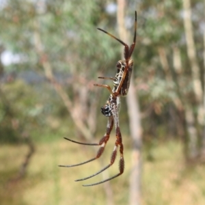 Trichonephila edulis at Paddys River, ACT - 5 Mar 2022