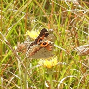 Junonia villida at Paddys River, ACT - 5 Mar 2022 11:41 AM