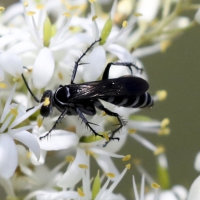 Turneromyia sp. (genus) (Zebra spider wasp) at The Pinnacle - 10 Jan 2022 by AlisonMilton