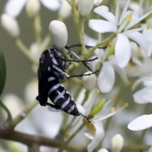 Turneromyia sp. (genus) at Hawker, ACT - 10 Jan 2022