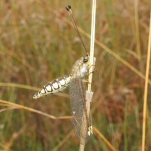 Suhpalacsa flavipes at Paddys River, ACT - 5 Mar 2022 11:47 AM