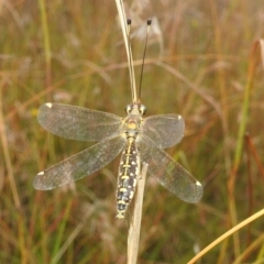 Suhpalacsa flavipes at Paddys River, ACT - 5 Mar 2022 11:47 AM