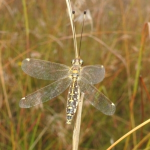 Suhpalacsa flavipes at Paddys River, ACT - 5 Mar 2022 11:47 AM