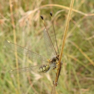 Suhpalacsa flavipes at Paddys River, ACT - 5 Mar 2022