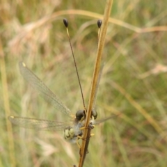 Suhpalacsa flavipes at Paddys River, ACT - 5 Mar 2022 11:47 AM