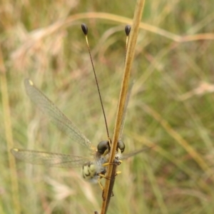 Suhpalacsa flavipes at Paddys River, ACT - 5 Mar 2022 11:47 AM