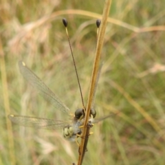 Suhpalacsa sp. (genus) at Paddys River, ACT - 5 Mar 2022