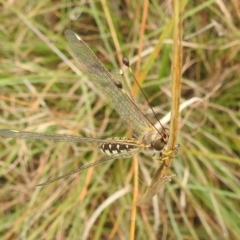 Suhpalacsa sp. (genus) at Paddys River, ACT - 5 Mar 2022