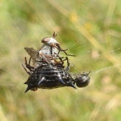 Austracantha minax (Christmas Spider, Jewel Spider) at Bullen Range - 5 Mar 2022 by HelenCross