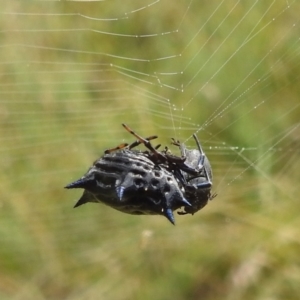 Austracantha minax at Paddys River, ACT - 5 Mar 2022