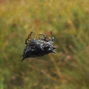 Austracantha minax at Paddys River, ACT - 5 Mar 2022 11:56 AM