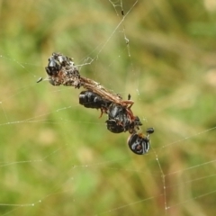 Austracantha minax at Paddys River, ACT - 5 Mar 2022