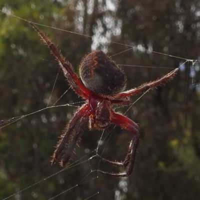 Araneinae (subfamily) (Orb weaver) at Kambah, ACT - 5 Mar 2022 by HelenCross