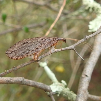 Oedosmylus tasmaniensis (Lacewing) at Lions Youth Haven - Westwood Farm A.C.T. - 5 Mar 2022 by HelenCross