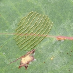 Uraba lugens (Gumleaf Skeletonizer) at Kambah, ACT - 5 Mar 2022 by HelenCross