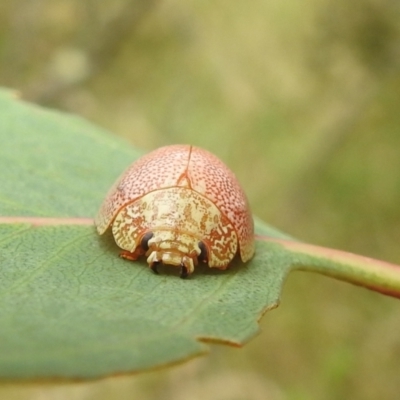 Paropsis atomaria (Eucalyptus leaf beetle) at Lions Youth Haven - Westwood Farm A.C.T. - 5 Mar 2022 by HelenCross