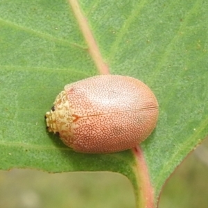 Paropsis atomaria at Kambah, ACT - 5 Mar 2022