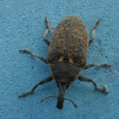 Larinus latus at Yass River, NSW - 5 Mar 2022