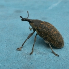 Larinus latus at Yass River, NSW - 5 Mar 2022