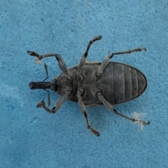 Larinus latus at Yass River, NSW - 5 Mar 2022