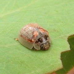 Paropsisterna m-fuscum (Eucalyptus Leaf Beetle) at Lions Youth Haven - Westwood Farm A.C.T. - 5 Mar 2022 by HelenCross