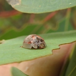 Paropsisterna m-fuscum at Kambah, ACT - 5 Mar 2022 12:44 PM