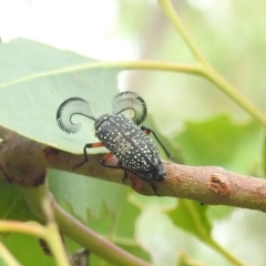 Rhipicera (Agathorhipis) femorata (Feather-horned beetle) at Kambah, ACT - 5 Mar 2022 by HelenCross