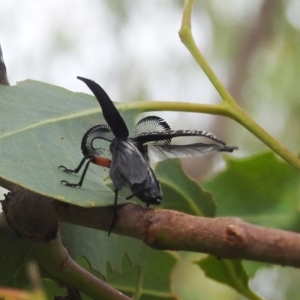 Rhipicera femorata at Kambah, ACT - 5 Mar 2022 12:48 PM