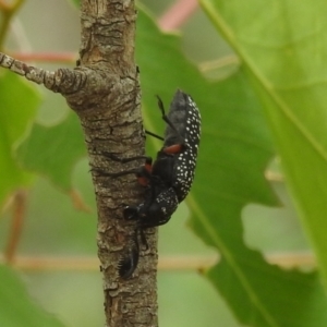 Rhipicera femorata at Kambah, ACT - 5 Mar 2022 12:48 PM