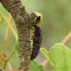 Rhipicera femorata at Kambah, ACT - 5 Mar 2022 12:48 PM