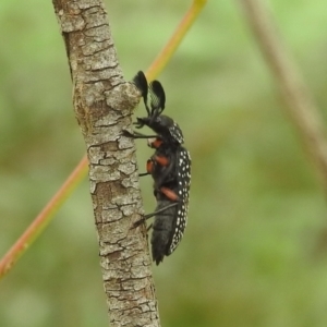 Rhipicera femorata at Kambah, ACT - 5 Mar 2022 12:48 PM