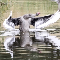 Cygnus atratus (Black Swan) at Ngunnawal, ACT - 14 Jan 2022 by AlisonMilton