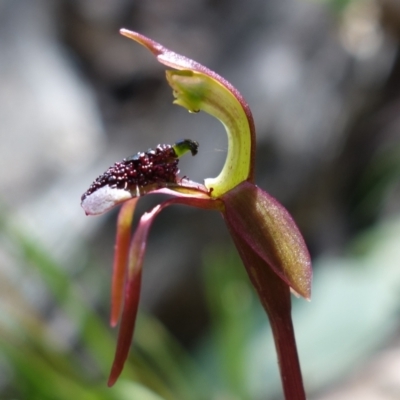 Chiloglottis reflexa (Short-clubbed Wasp Orchid) at Tidbinbilla Nature Reserve - 4 Mar 2022 by RobG1