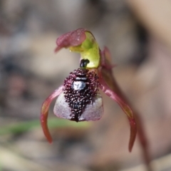 Chiloglottis reflexa at Paddys River, ACT - suppressed