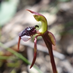 Chiloglottis reflexa at Paddys River, ACT - suppressed