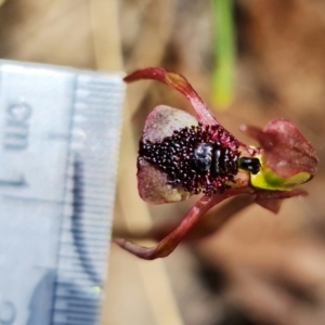 Chiloglottis reflexa at Paddys River, ACT - suppressed