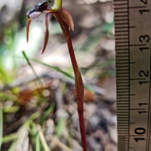 Chiloglottis reflexa at Paddys River, ACT - suppressed