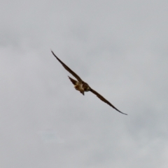 Falco peregrinus (Peregrine Falcon) at Braidwood, NSW - 5 Mar 2022 by LisaH