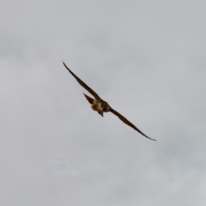 Falco peregrinus at Braidwood, NSW - 5 Mar 2022