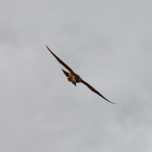 Falco peregrinus at Braidwood, NSW - 5 Mar 2022 03:32 PM