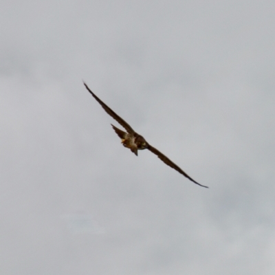 Falco peregrinus (Peregrine Falcon) at QPRC LGA - 5 Mar 2022 by LisaH